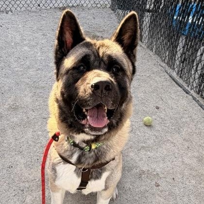 Enlarge Komach, a Adoptable Akita in Philadelphia, PA image 3/3