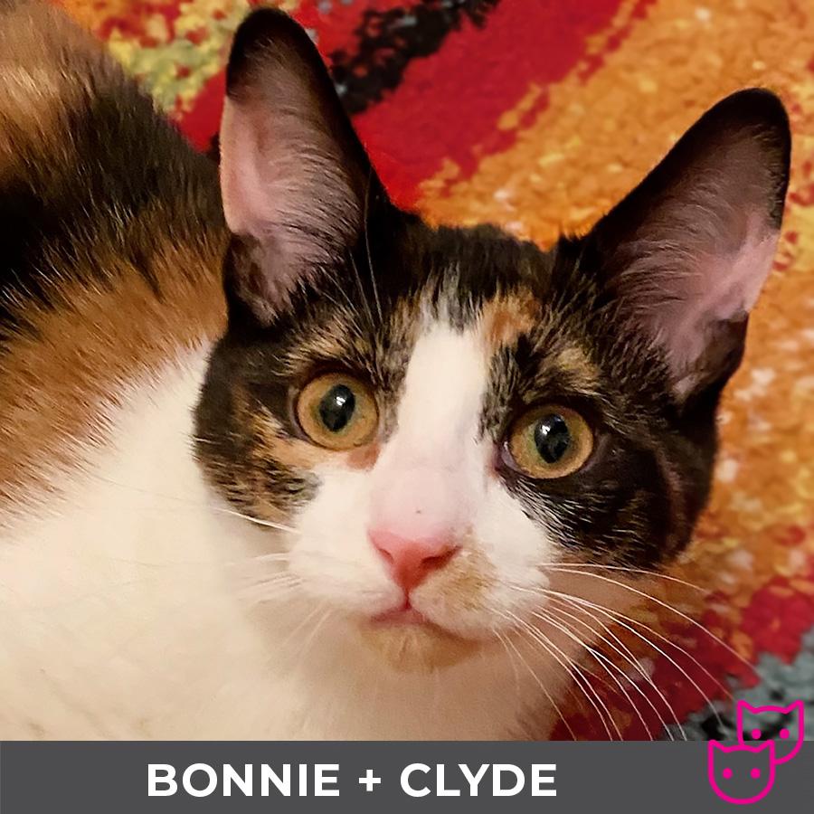 Bonnie (bonded with Clyde)