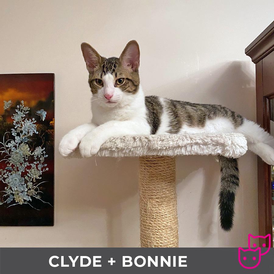 Bonnie (bonded with Clyde)