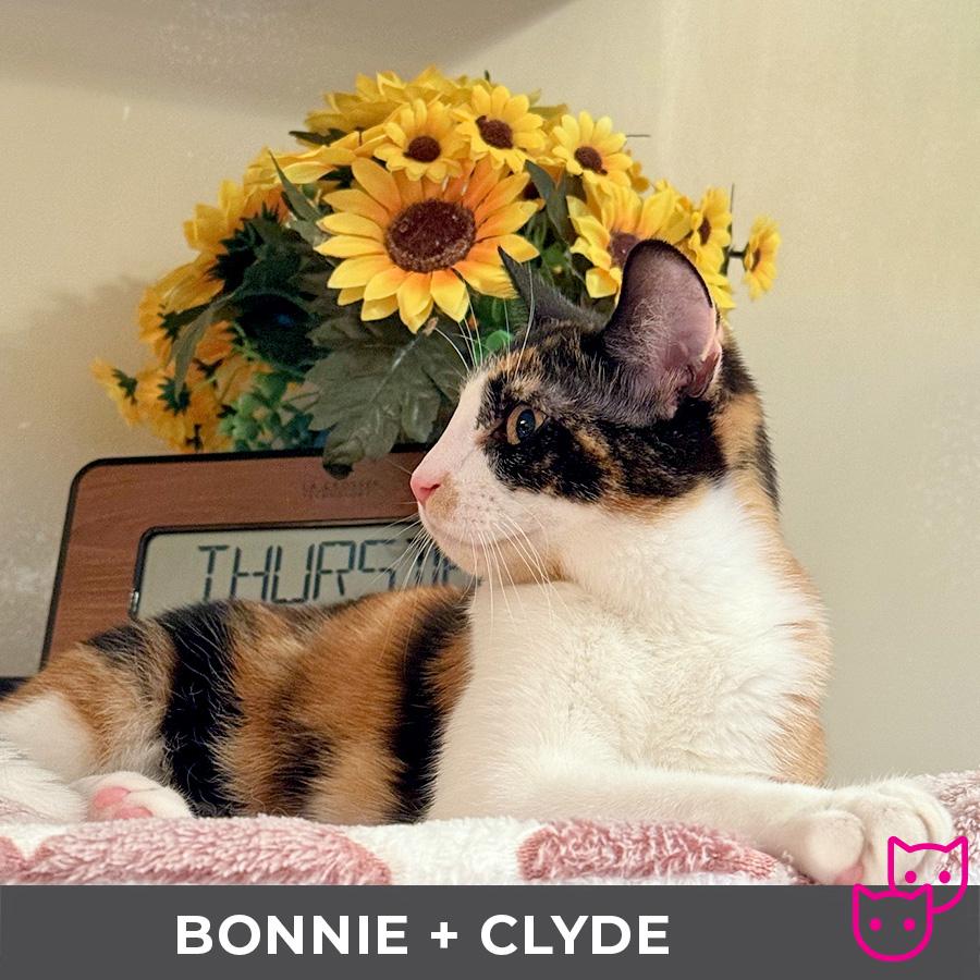 Bonnie (bonded with Clyde)