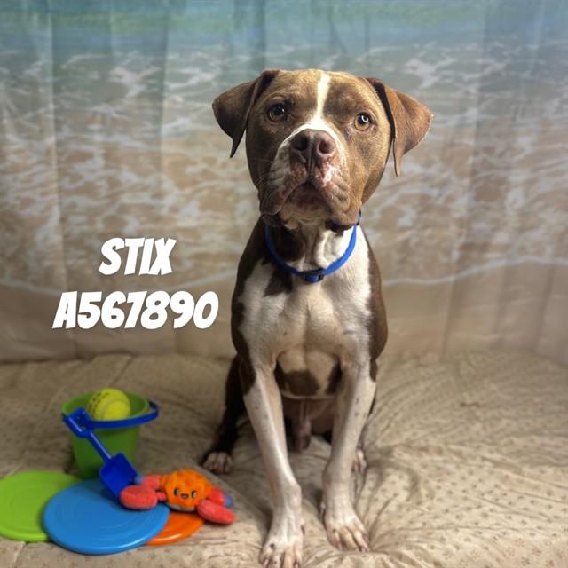 Enlarge STIX, a Adoptable mixed breed in Huntsville, AL image 1/1
