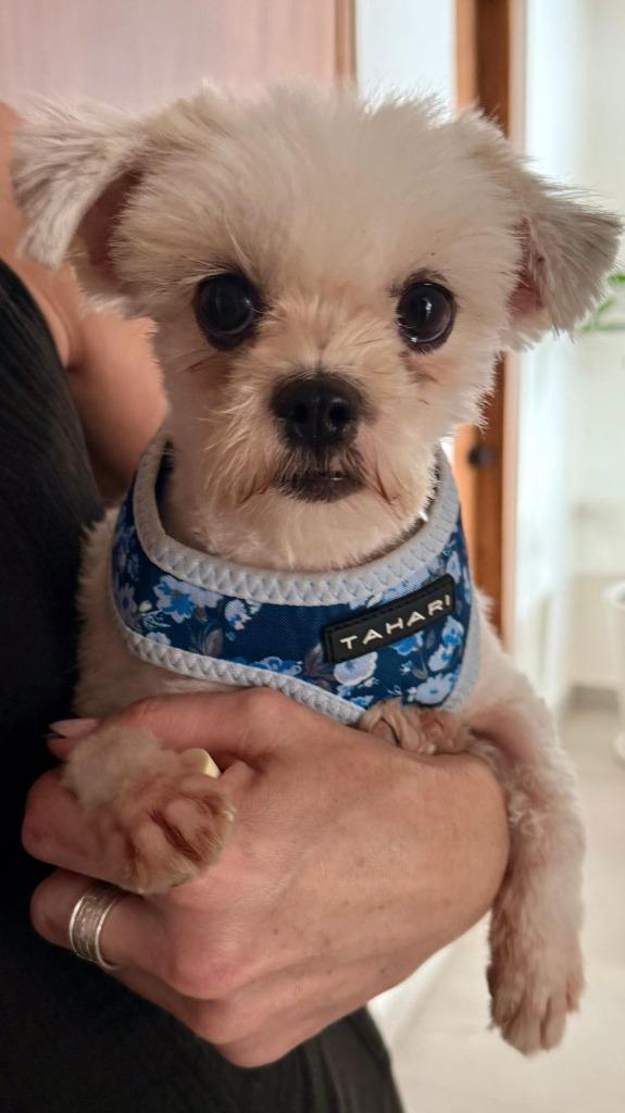 Queen, Adopted, Adult Female Maltese & Mixed Breed.