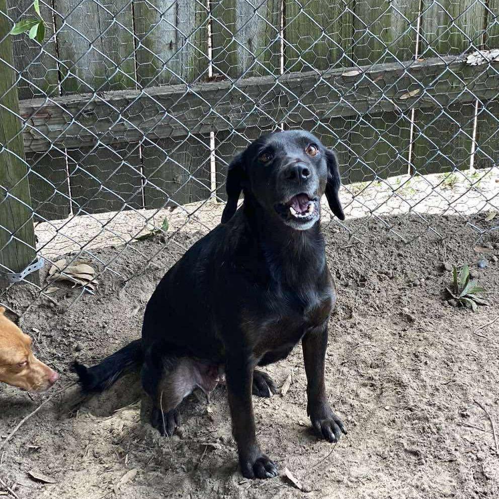 Darla, Adoptable, Adult Female Mountain Cur & Mixed Breed.