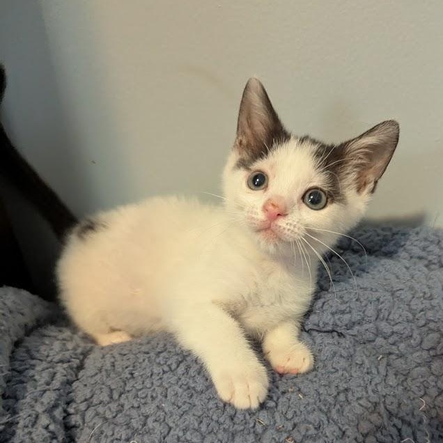 Enlarge Hiccup, a ADOPTABLE Domestic Short Hair in Haddon Heights, NJ image 5/6