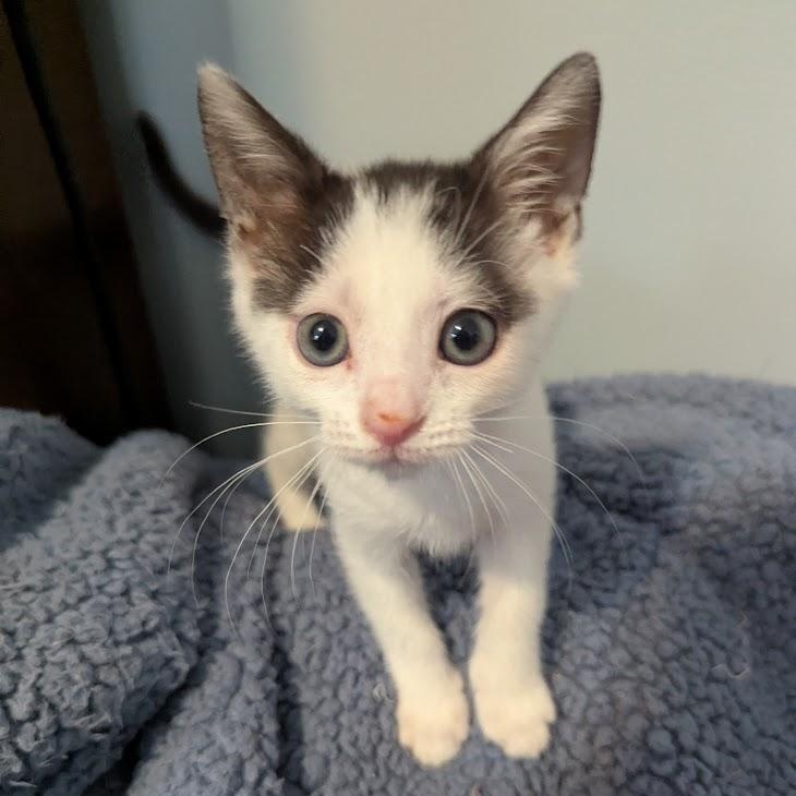 Enlarge Hiccup, a ADOPTABLE Domestic Short Hair in Haddon Heights, NJ image 2/6