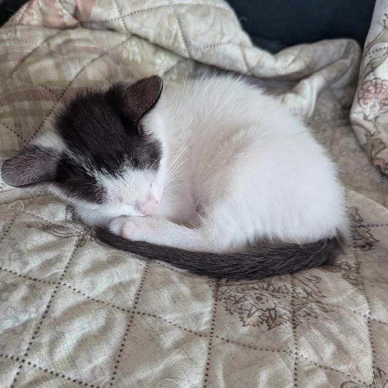 Enlarge Hiccup, a ADOPTABLE Domestic Short Hair in Haddon Heights, NJ image 6/6