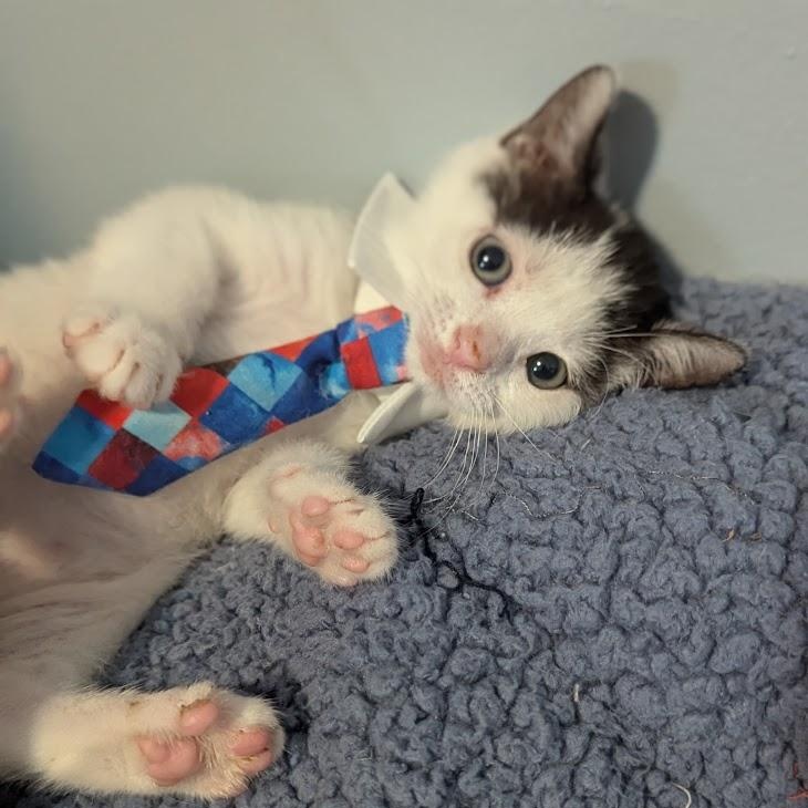 Enlarge Hiccup, a ADOPTABLE Domestic Short Hair in Haddon Heights, NJ image 1/6