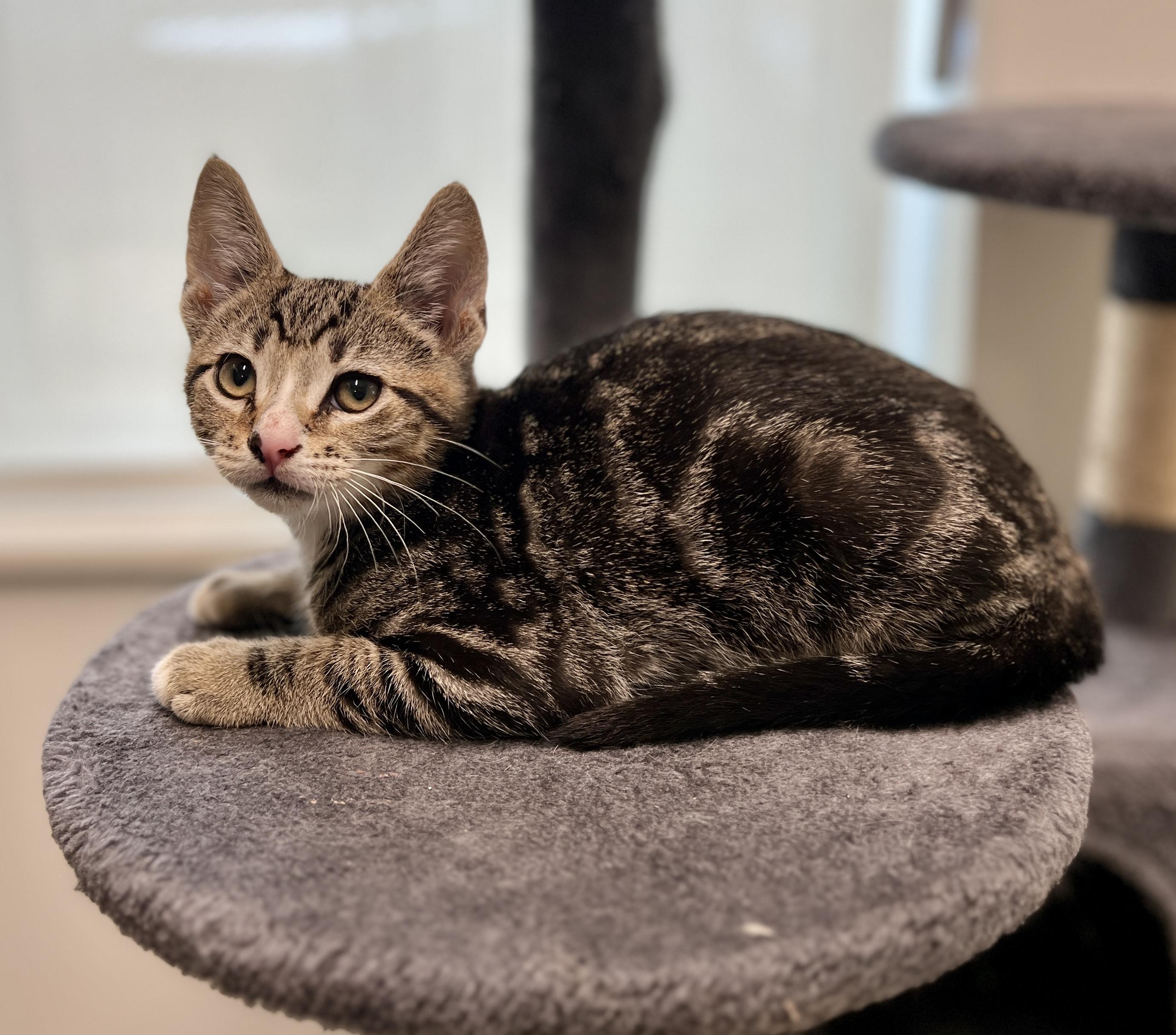 Pepper Jack, ADOPTABLE, Kitten Male Domestic Short Hair.