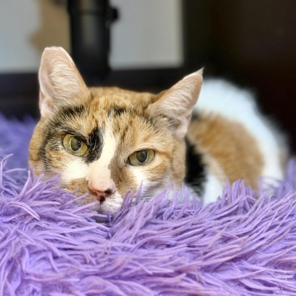Joss, Adoptable, Senior Female Domestic Short Hair.