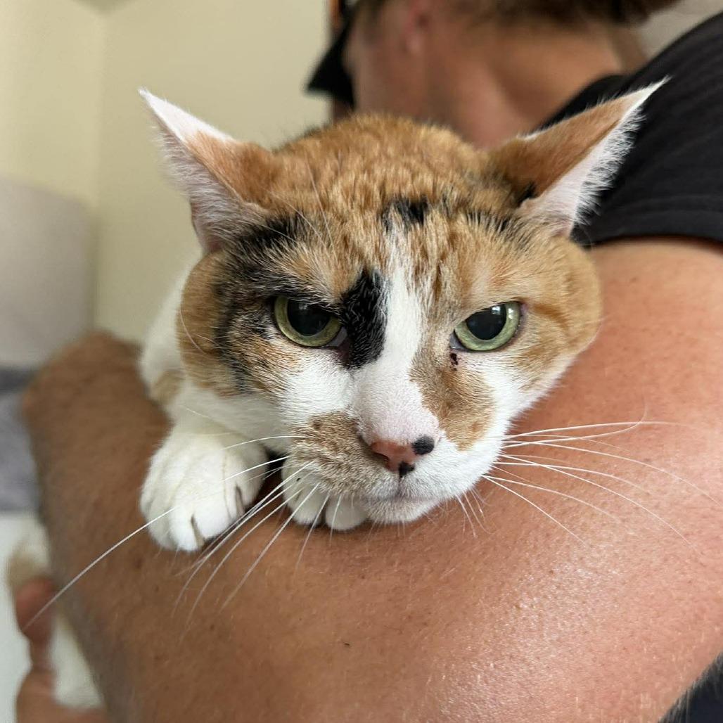 Enlarge Joss, a Adoptable Domestic Short Hair in Ramona, CA image 3/5