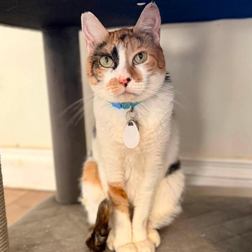 Enlarge Joss, a Adoptable Domestic Short Hair in Ramona, CA image 4/5