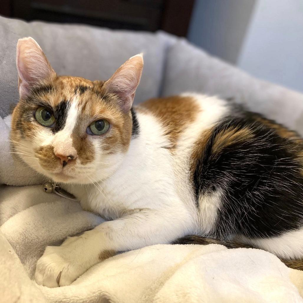 Enlarge Joss, a Adoptable Domestic Short Hair in Ramona, CA image 5/5