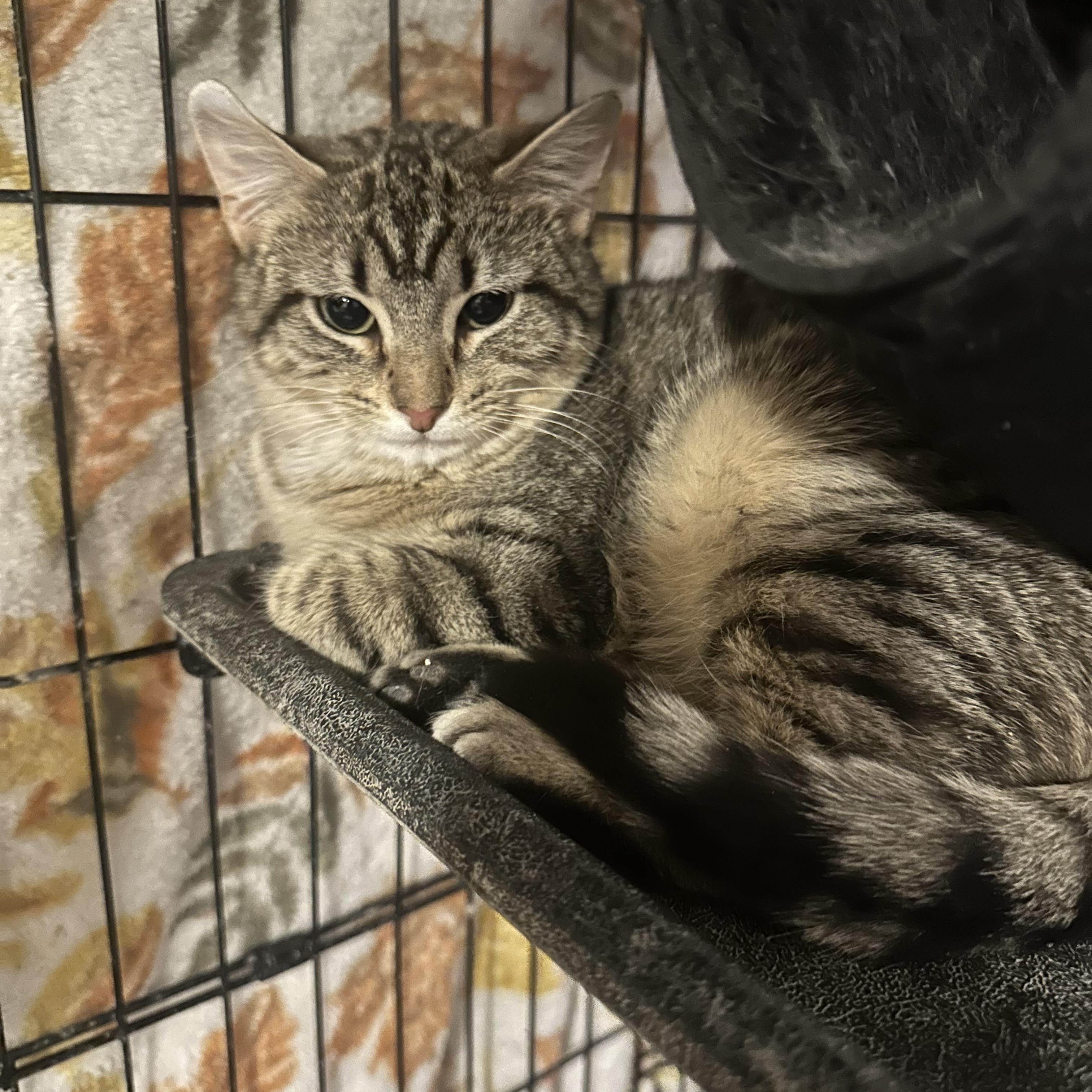 Enlarge Barbara, a Adoptable Domestic Short Hair in Missoula, MT image 1/2
