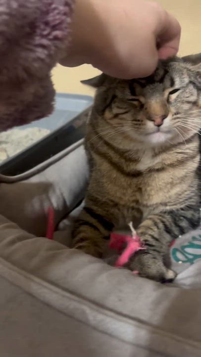 Enlarge Barbara, a Adoptable Domestic Short Hair in Missoula, MT video 2/2