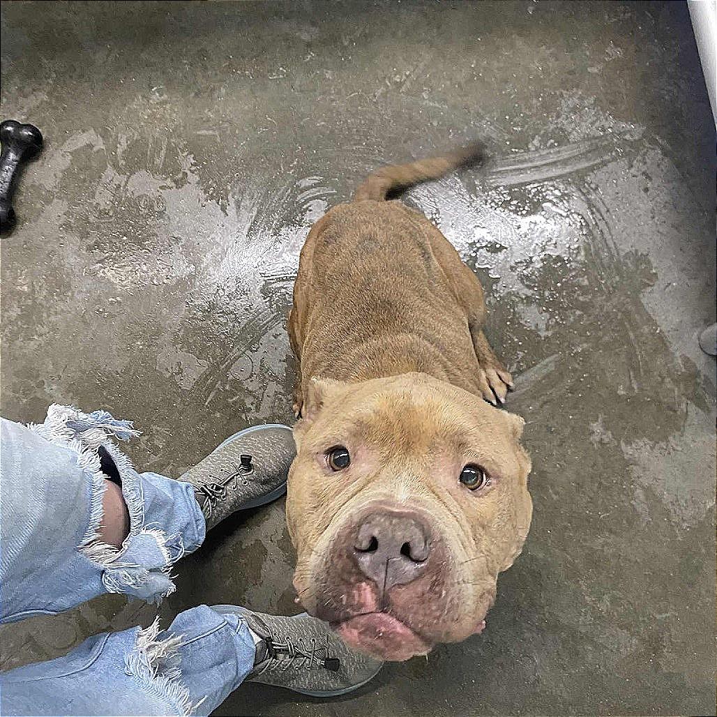 Rob, Adoptable, Adult Male Pit Bull Terrier.