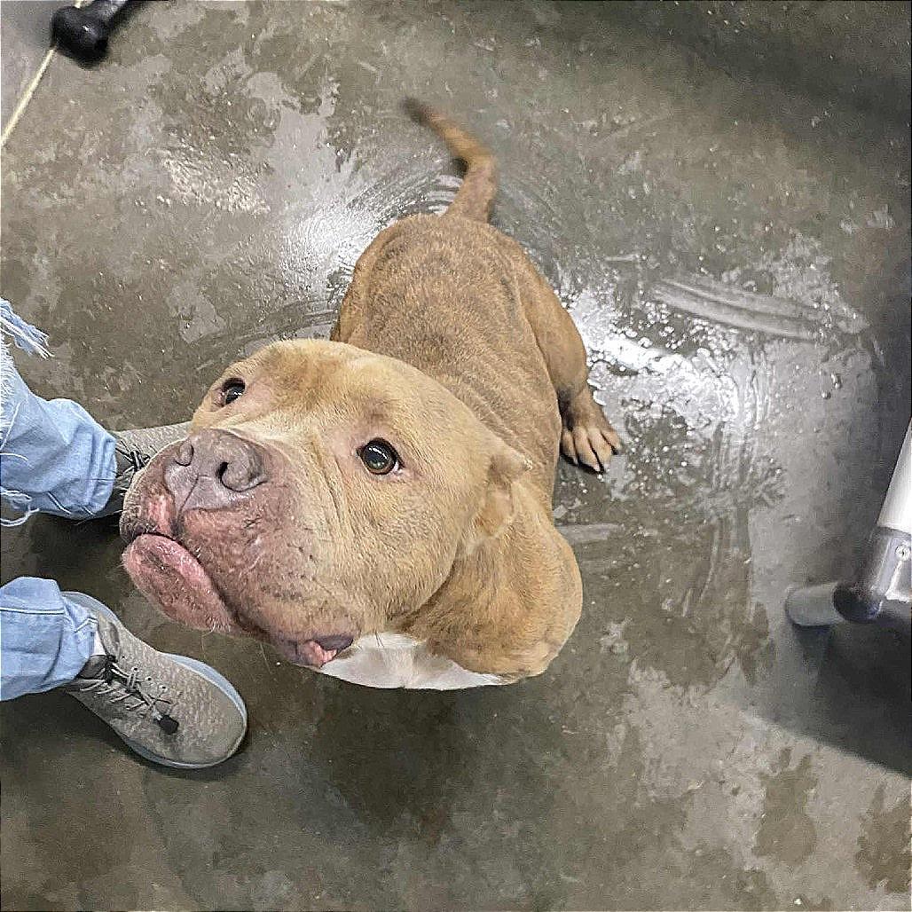 Enlarge Rob, a Adoptable Pit Bull Terrier in Hannibal, MO image 2/2