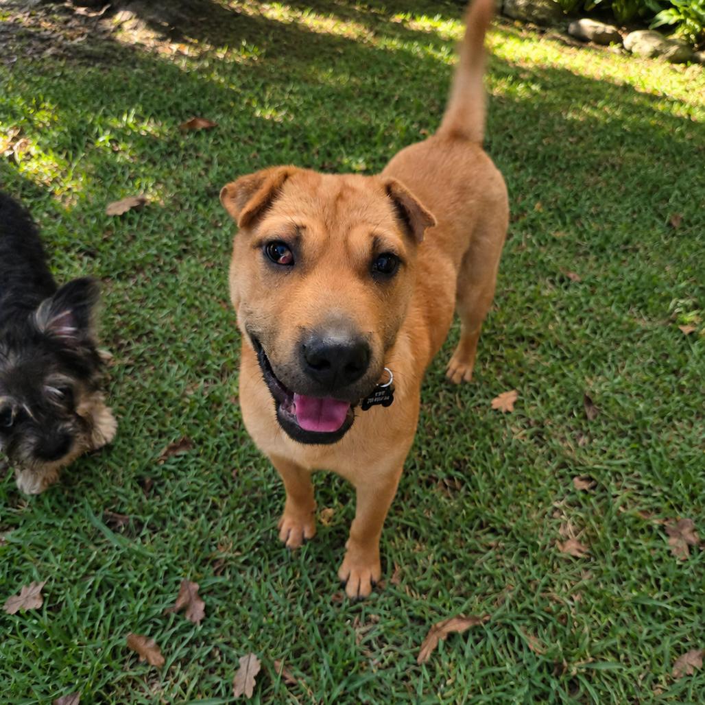 Cheerio, Adoptable, Young Male Shar-Pei & Mixed Breed.