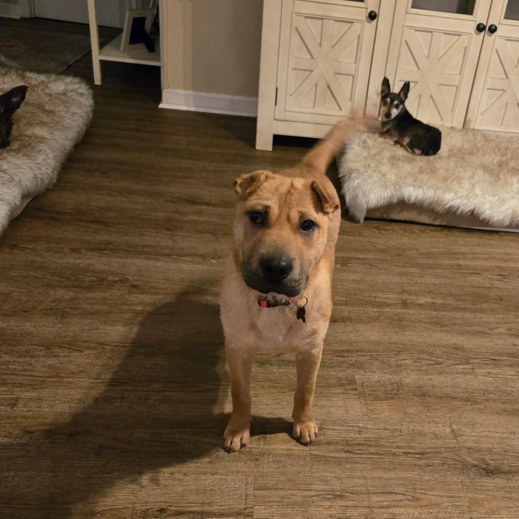 Enlarge Cheerio, a Adoptable mixed breed in Bessemer, AL image 2/5