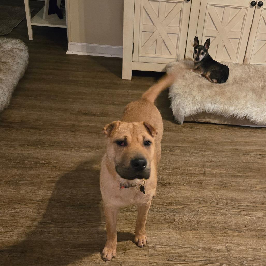 Enlarge Cheerio, a Adoptable mixed breed in Bessemer, AL image 3/5