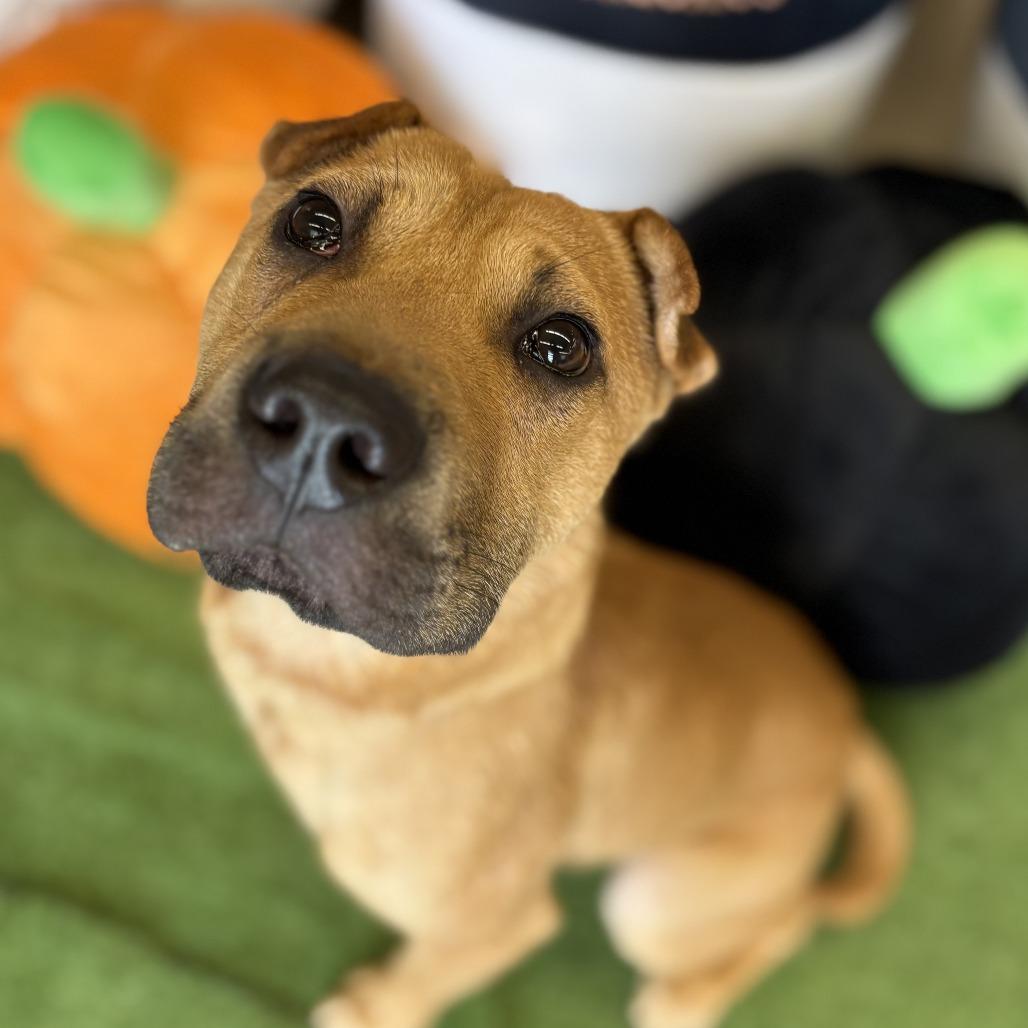Enlarge Cheerio, a Adoptable mixed breed in Bessemer, AL image 4/5