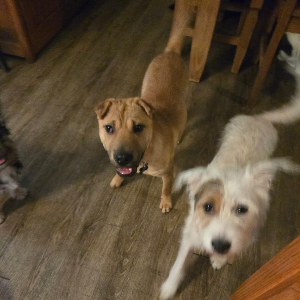 Enlarge Cheerio, a Adoptable mixed breed in Bessemer, AL image 5/5