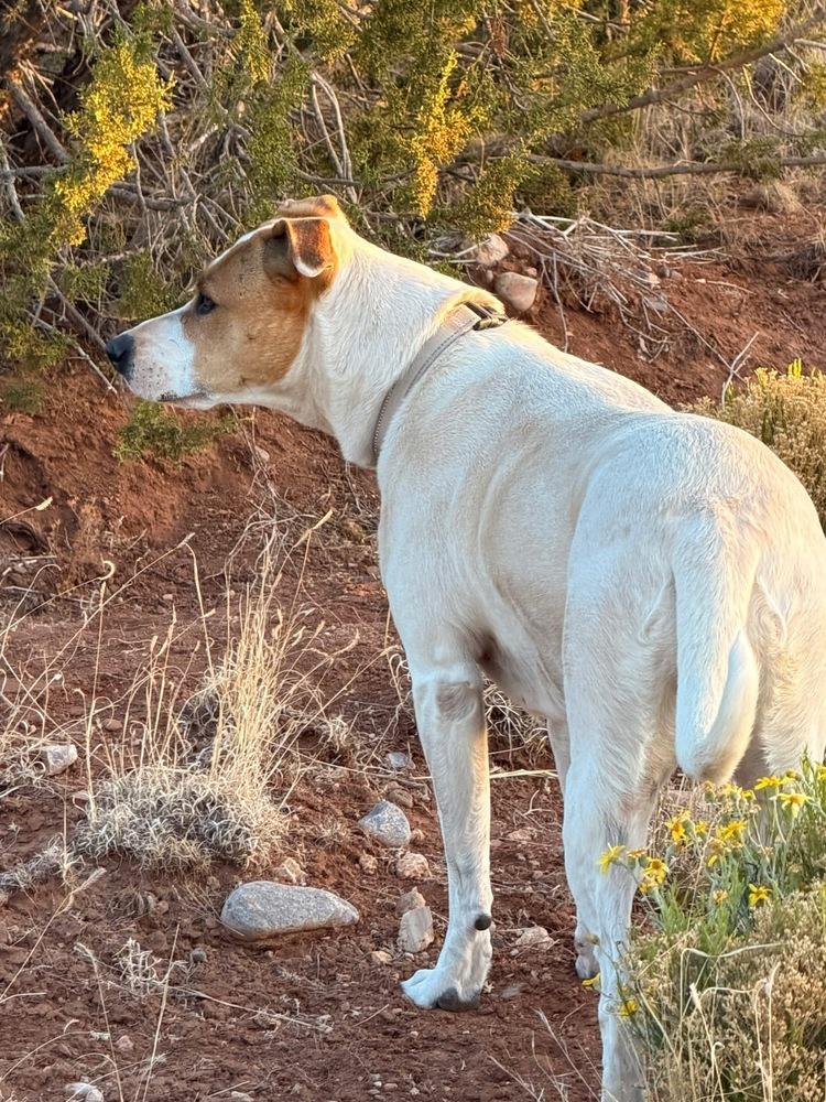Luna, a Adoptable mixed breed in Mountainair, NM image 3/4
