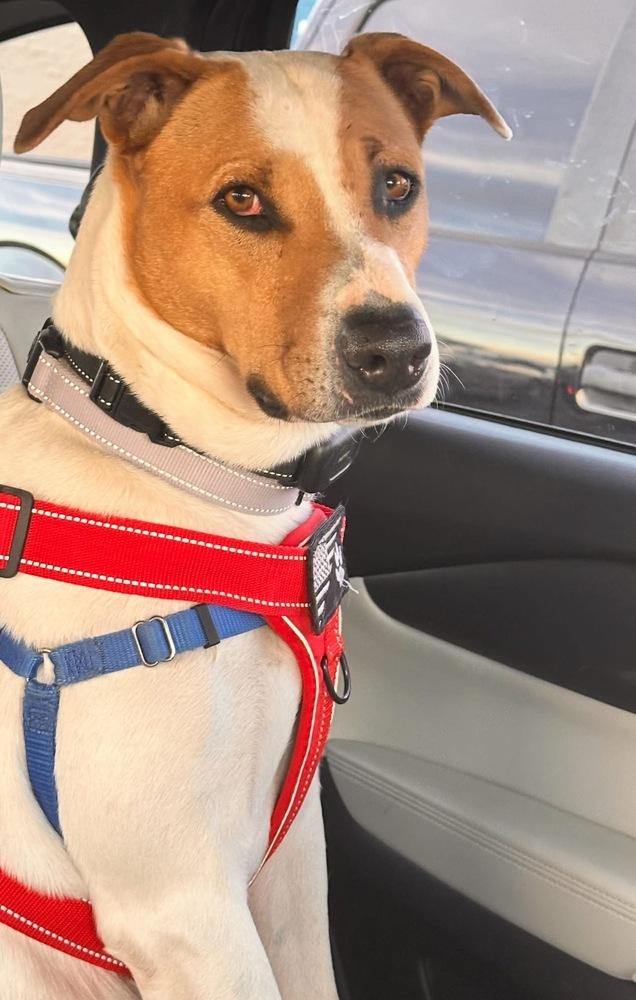 Luna, a Adoptable mixed breed in Mountainair, NM image 4/4
