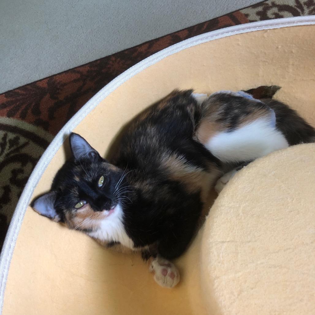 Wobbles, Adoptable, Young Female American Shorthair.