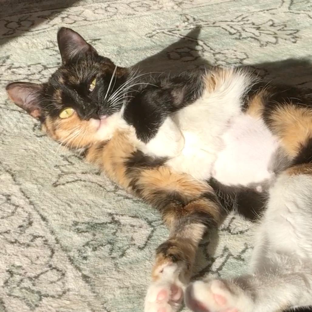 Enlarge Wobbles, a Adoptable American Shorthair in Arden, NC image 2/2