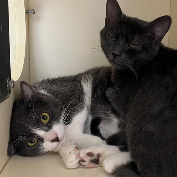 Metus, Adoptable, Adult Female Domestic Short Hair.