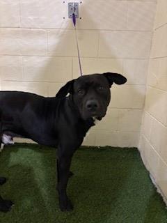 Enlarge BUZZ, a Adoptable mixed breed in Winter Haven, FL image 1/1