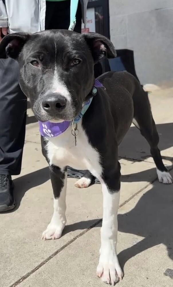 Hank (aka Yin), Adoptable, Young Male Pointer & Labrador Retriever.