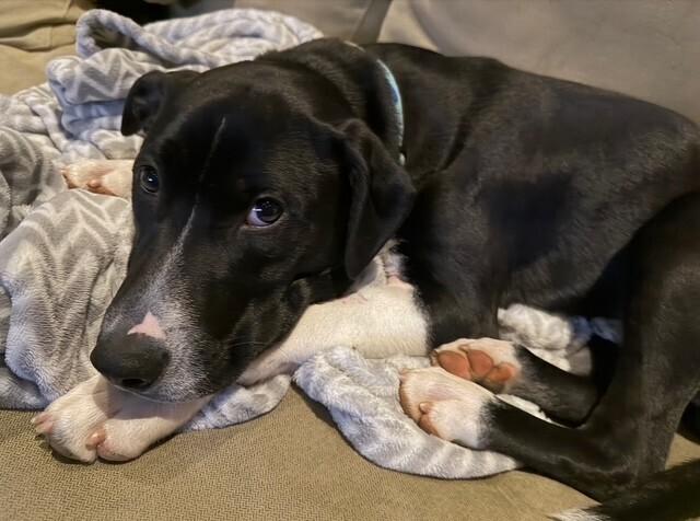 Enlarge Hank (aka Yin), a Adoptable mixed breed in Washington, DC image 2/6