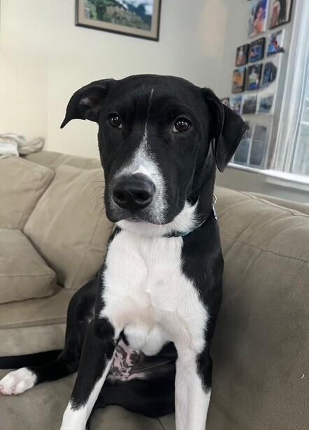 Enlarge Hank (aka Yin), a Adoptable mixed breed in Washington, DC image 3/6