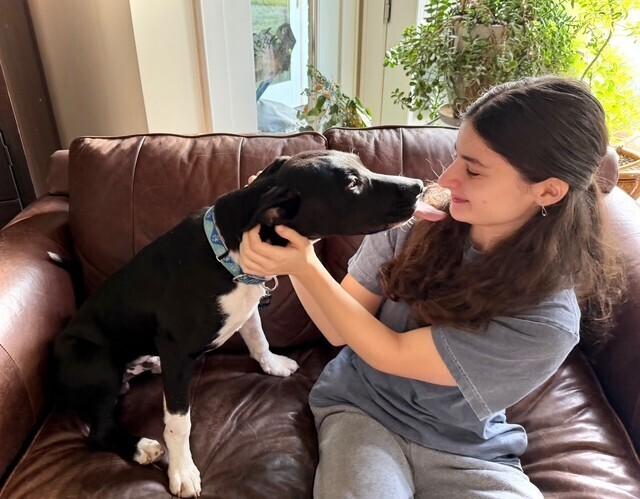 Enlarge Hank (aka Yin), a Adoptable mixed breed in Washington, DC image 4/6