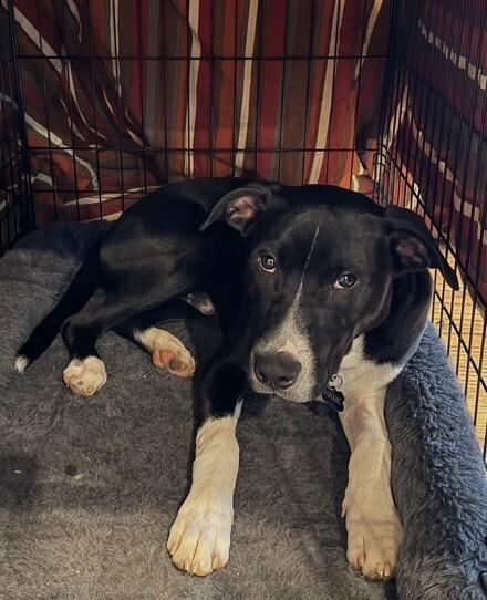 Enlarge Hank (aka Yin), a Adoptable mixed breed in Washington, DC image 5/6