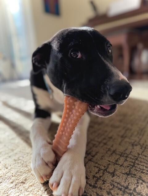 Enlarge Hank (aka Yin), a Adoptable mixed breed in Washington, DC image 6/6