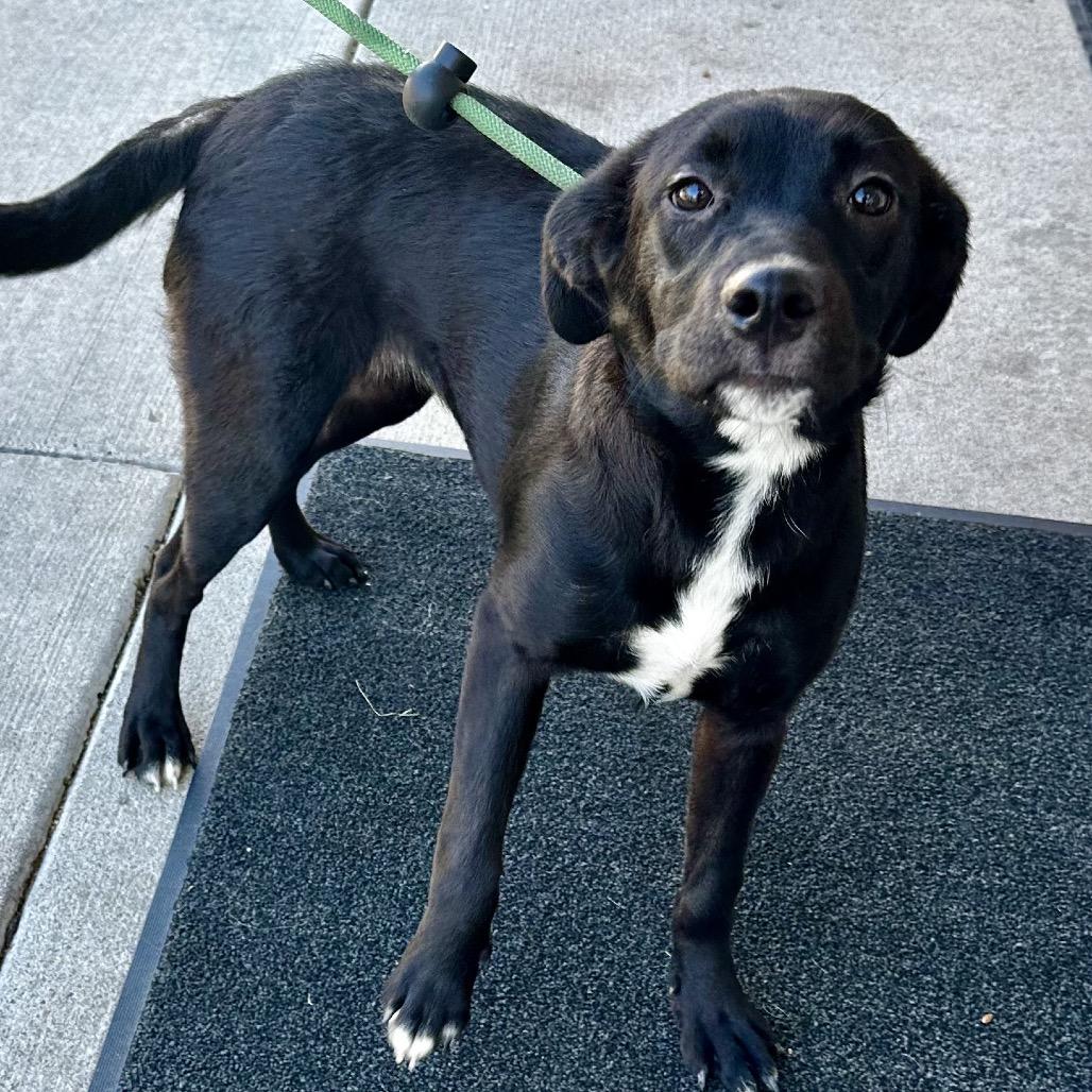 Enlarge Skia, a Adoptable Mixed Breed in Warrensburg, MO image 1/1