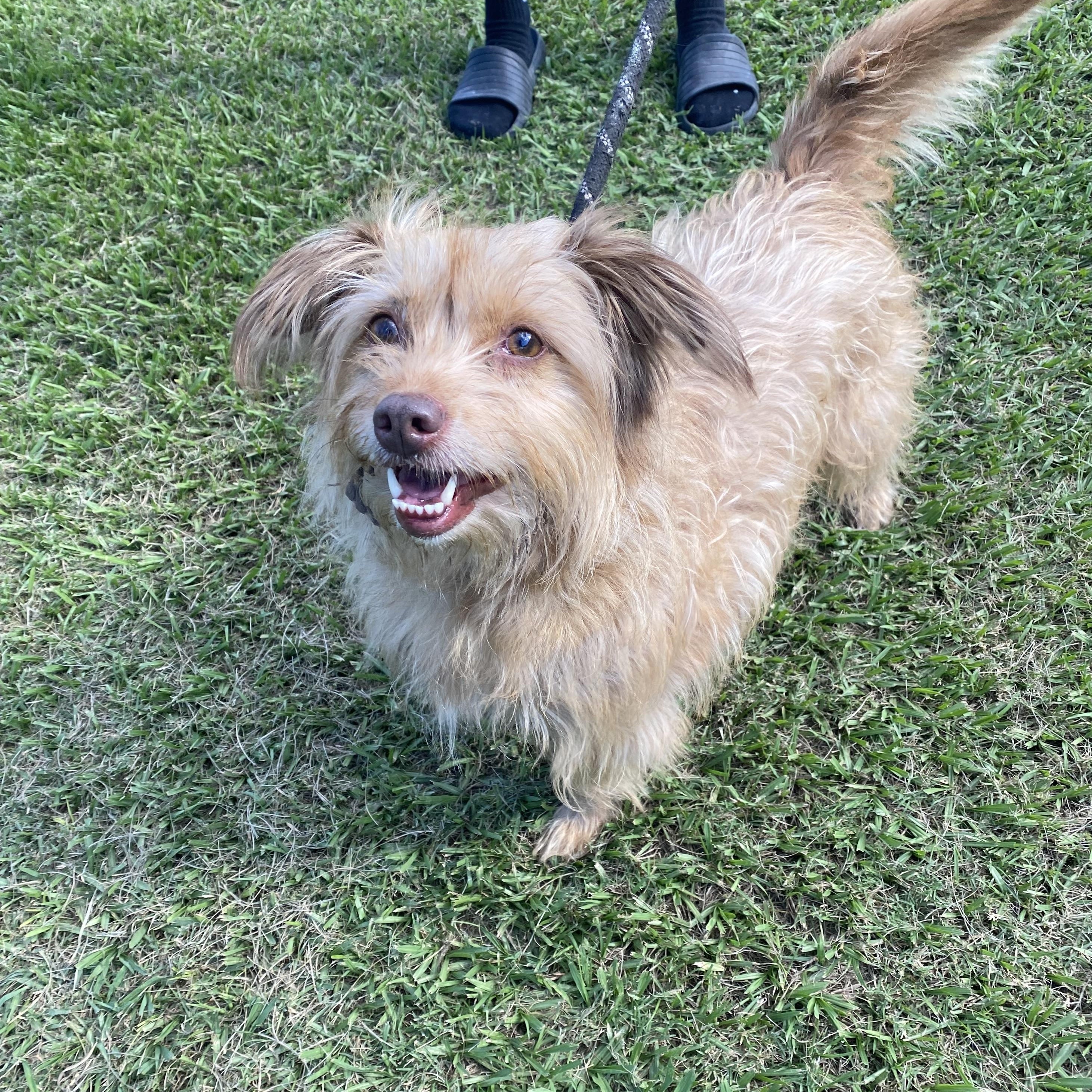 Enlarge Ginny, a Adopted mixed breed in Ransomville, NY image 2/6