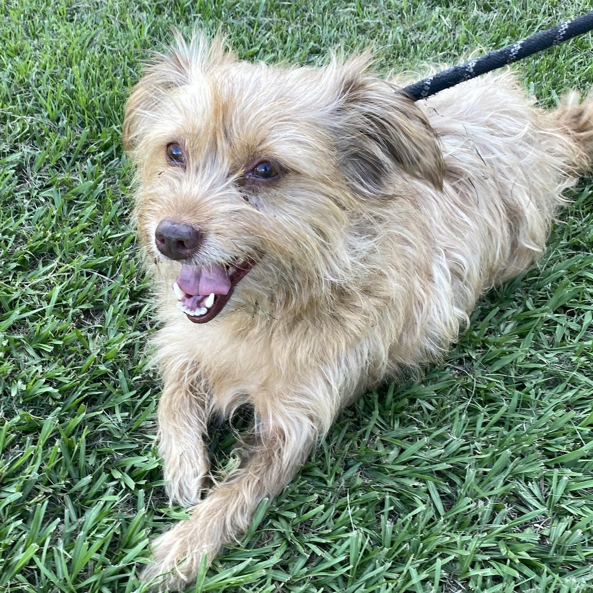 Enlarge Ginny, a Adopted mixed breed in Ransomville, NY image 3/6