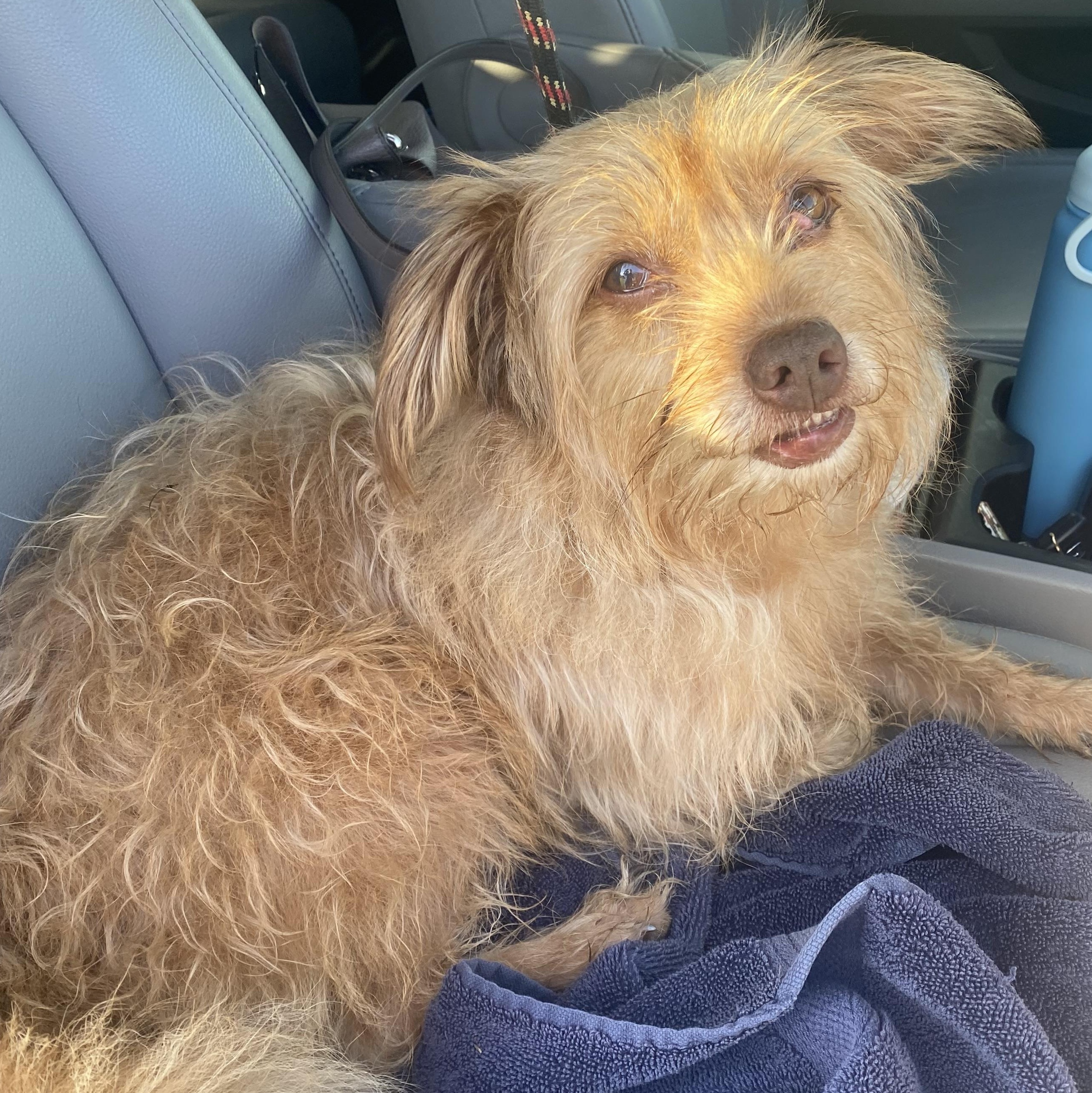 Enlarge Ginny, a Adopted mixed breed in Ransomville, NY image 6/6