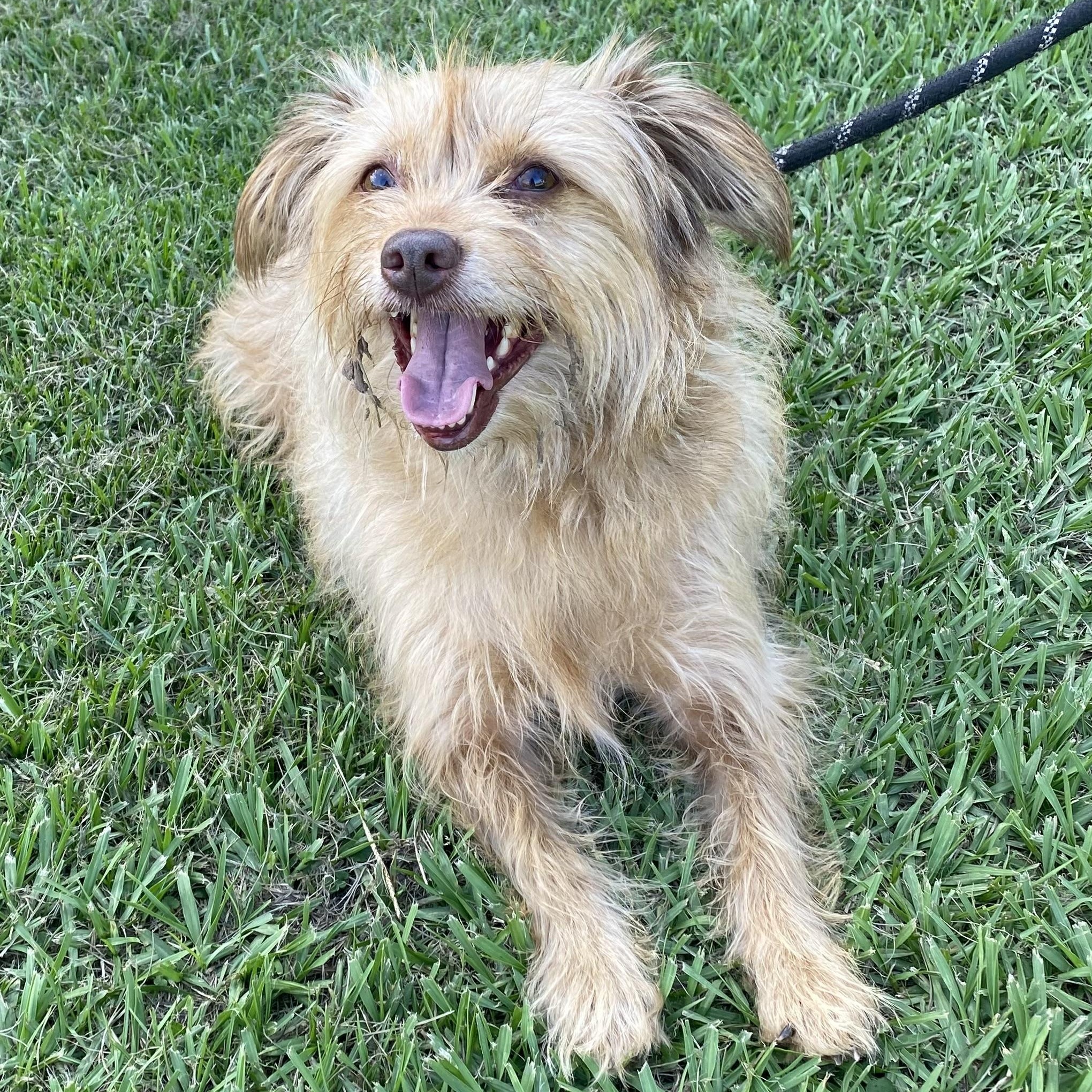 Ginny, Adopted, Adult Female Yorkshire Terrier.