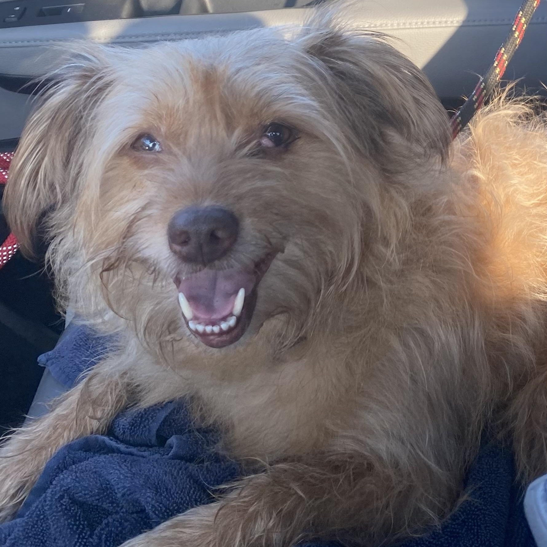 Enlarge Ginny, a Adopted mixed breed in Ransomville, NY image 4/6