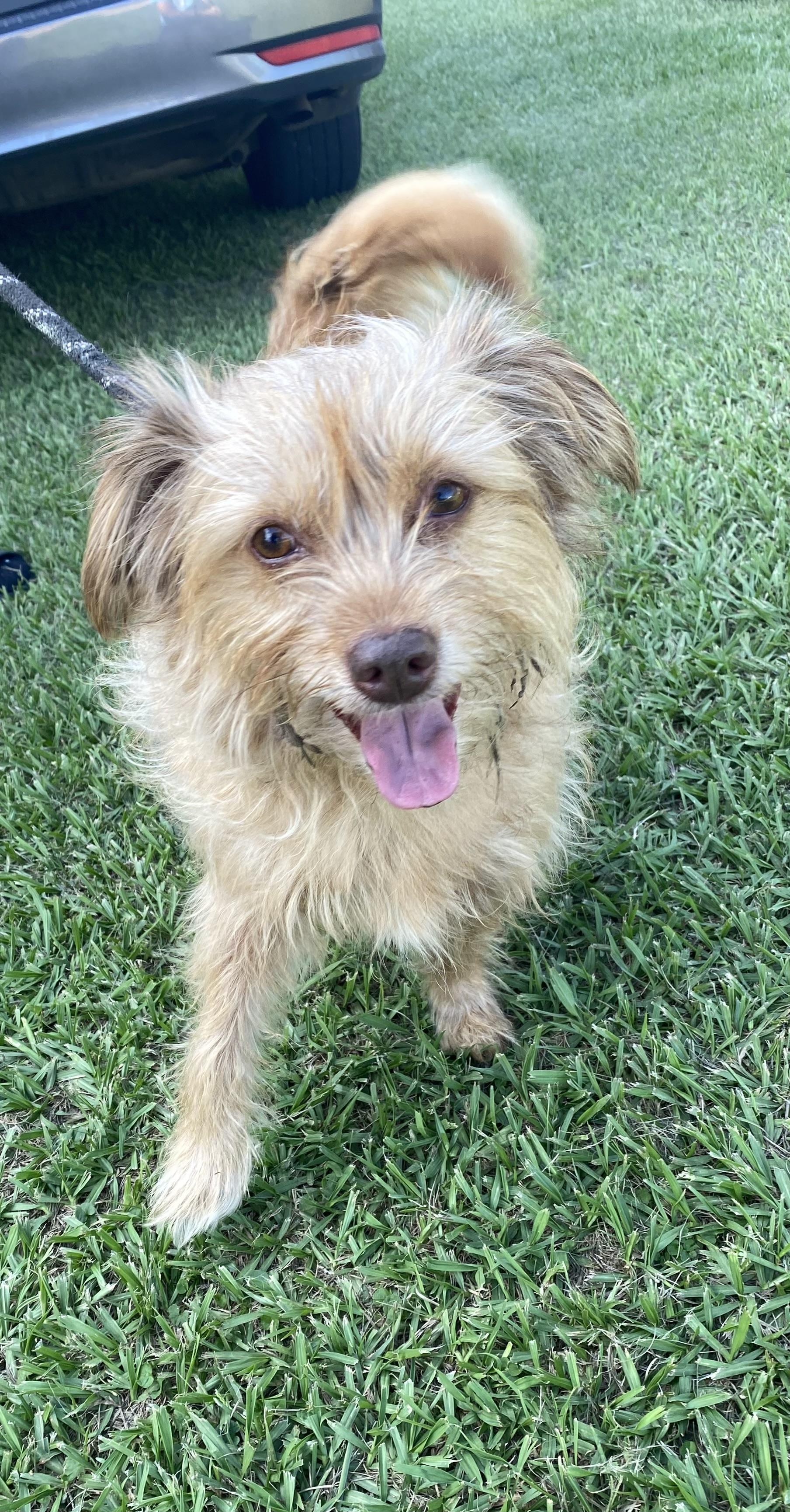 Enlarge Ginny, a Adopted mixed breed in Ransomville, NY image 5/6