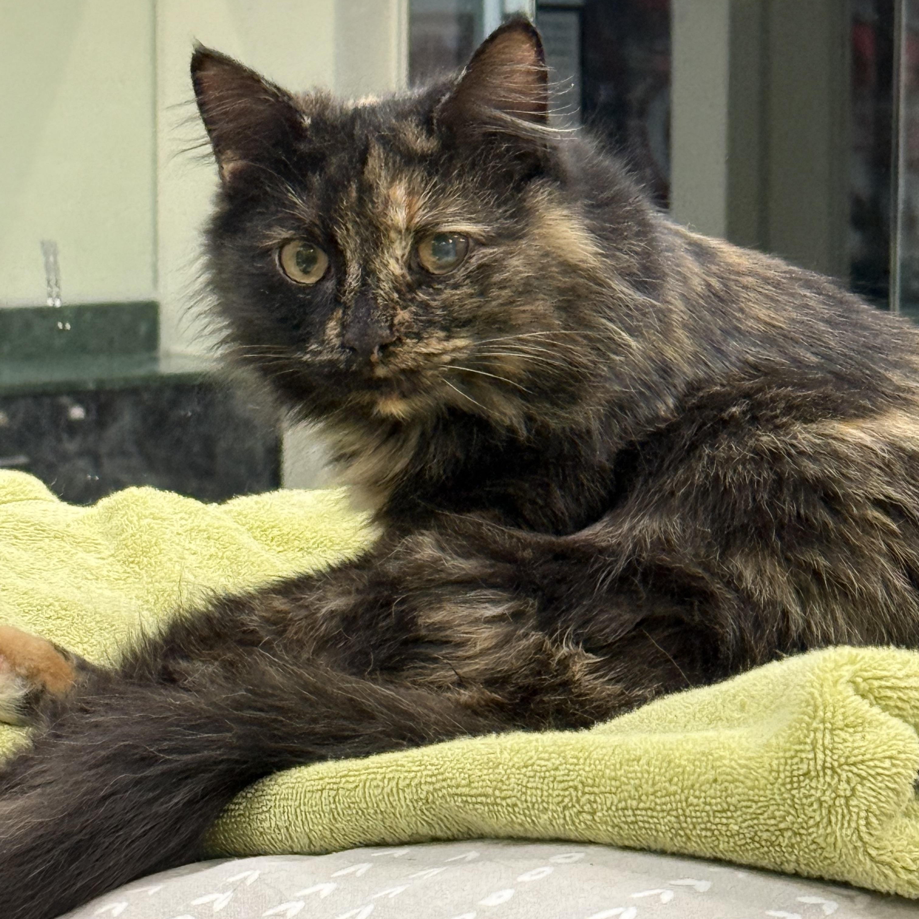 Enlarge Lake, a Adoptable Domestic Short Hair in Plymouth, MA image 2/3