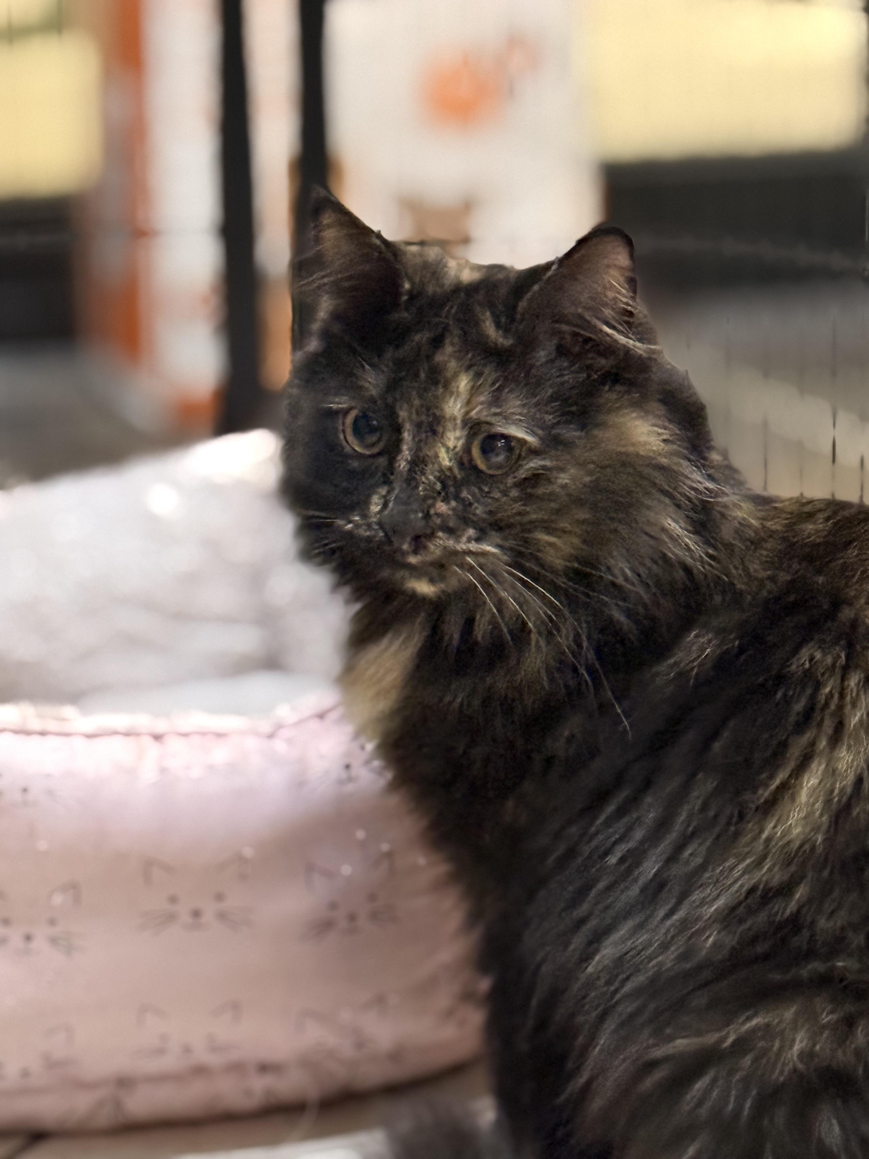 Lake, Adoptable, Adult Female Domestic Short Hair.