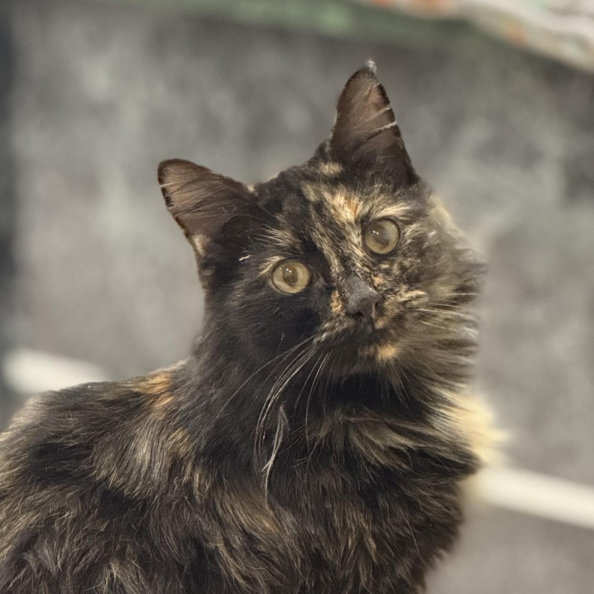 Enlarge Lake, a Adoptable Domestic Short Hair in Plymouth, MA image 1/3