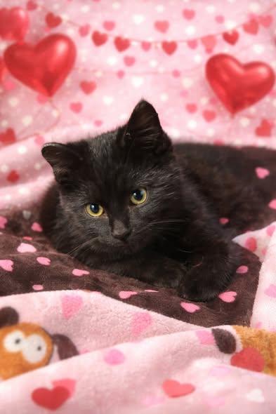 Enlarge Evander-ADOPTION FEE SPONSORED!, a ADOPTABLE Domestic Medium Hair in Decorah, IA image 3/4