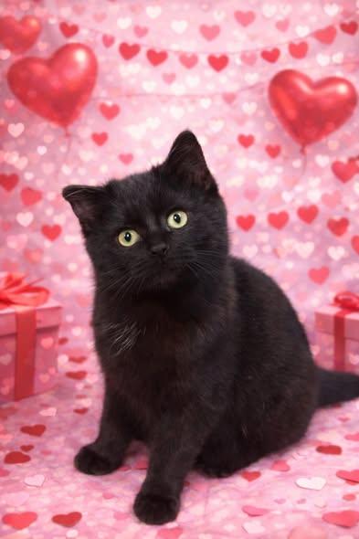 Enlarge Evander-ADOPTION FEE SPONSORED!, a ADOPTABLE Domestic Medium Hair in Decorah, IA image 2/4
