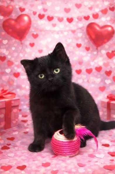 Enlarge Evander-ADOPTION FEE SPONSORED!, a ADOPTABLE Domestic Medium Hair in Decorah, IA image 1/4